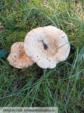 Lactarius sanguifluus