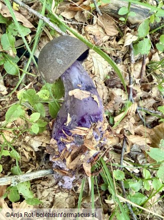 Cortinarius violaceus
