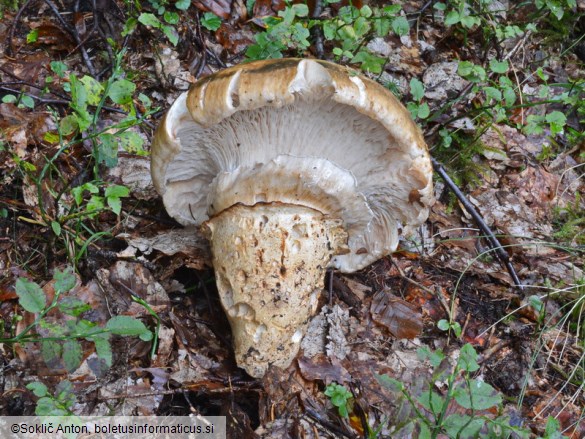 Catathelasma imperiale