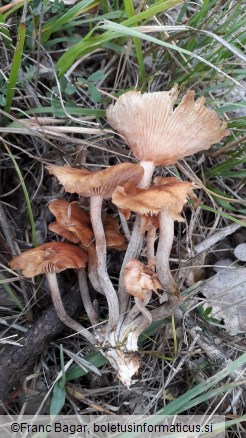 Armillaria tabescens