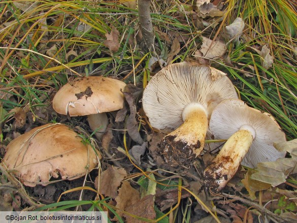 Tricholoma populinum