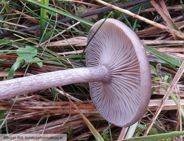 Pseudoclitocybe cyathiformis