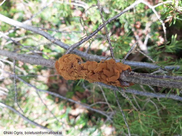 Gymnosporangium tremelloides