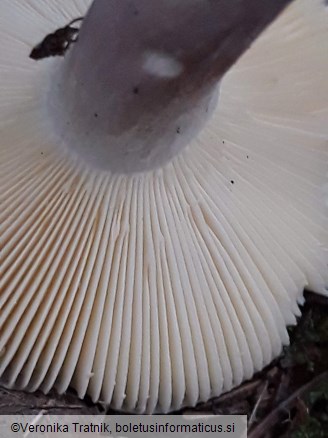 Russula amoena