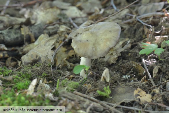 Entoloma lividoalbum