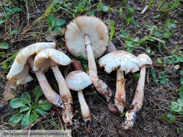 Agaricus xanthodermus