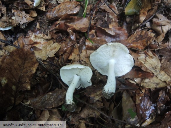 Tricholoma album