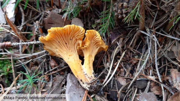 Cantharellus cibarius