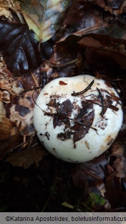 Lactarius vellereus