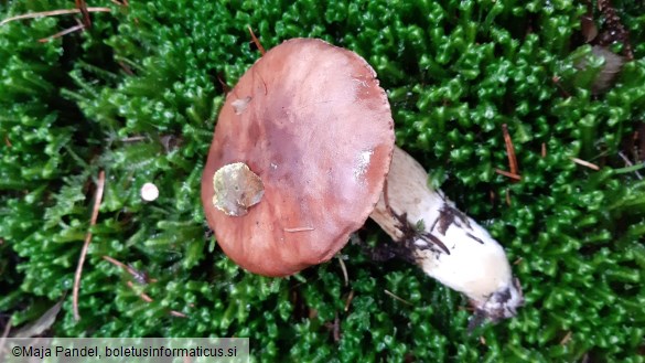 Boletus badius