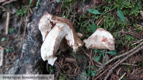 Inocybe pyriodora