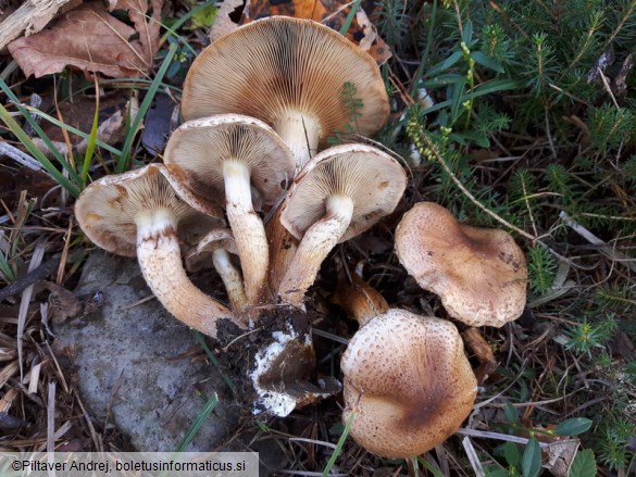 Pholiota muricella