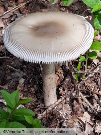 Amanita battarrae