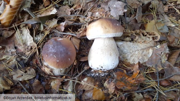 Boletus edulis