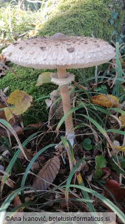 Macrolepiota procera