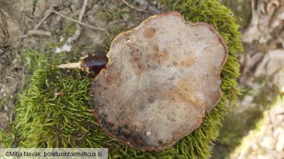 Ganoderma lucidum