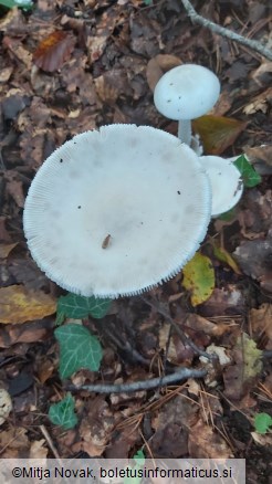 Amanita lividopallescens