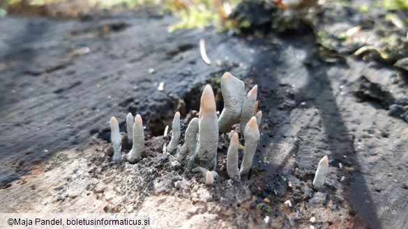 Xylaria hypoxylon