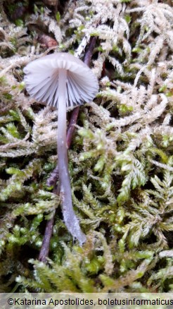 Mycena leptocephala