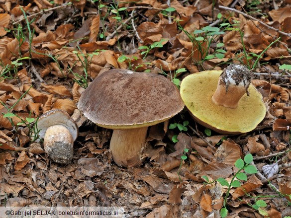 Boletus pinophilus