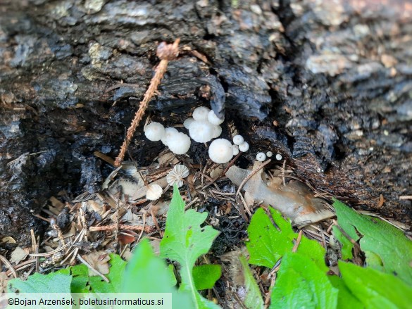 Marasmius wettsteinii