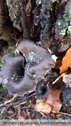 Craterellus cornucopioides