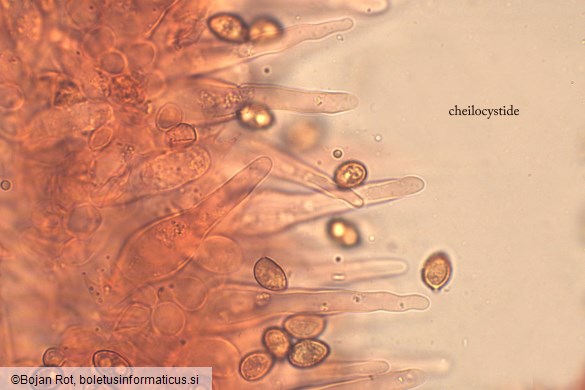 Galerina vittiformis