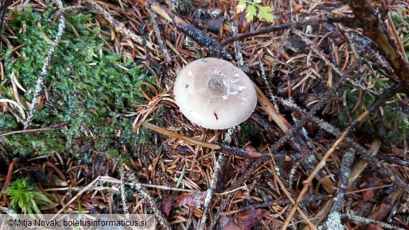 Amanita porphyria