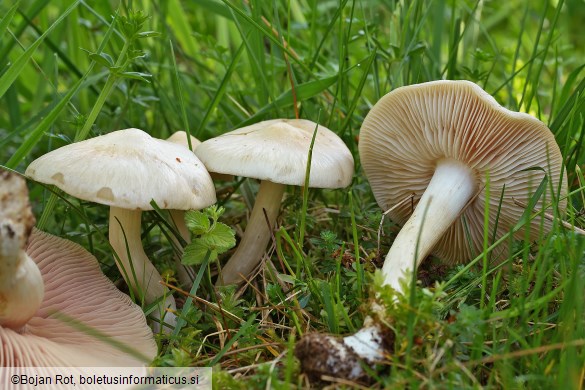 Entoloma sepium