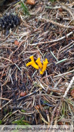 Calocera viscosa