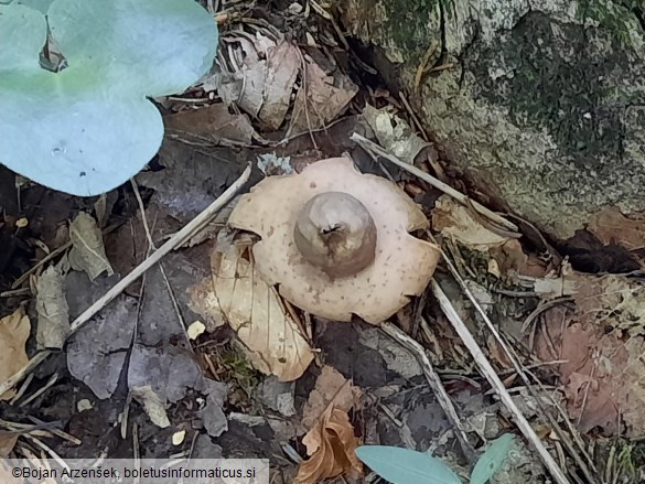 Geastrum fimbriatum