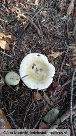 Russula aeruginea