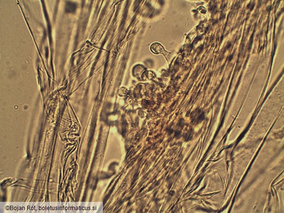 Conocybe macrospora