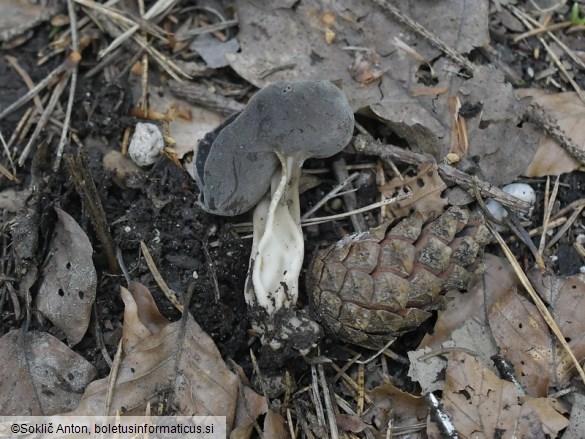 Helvella solitaria