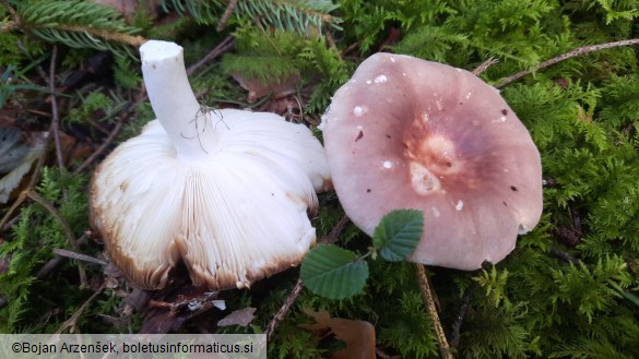 Russula vesca