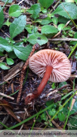 Laccaria laccata
