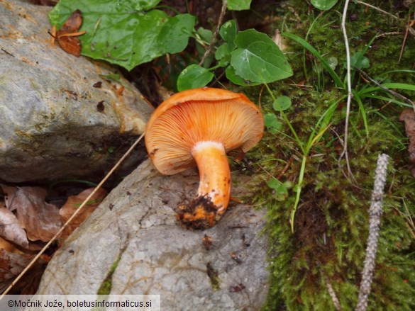 Lactarius deterrimus