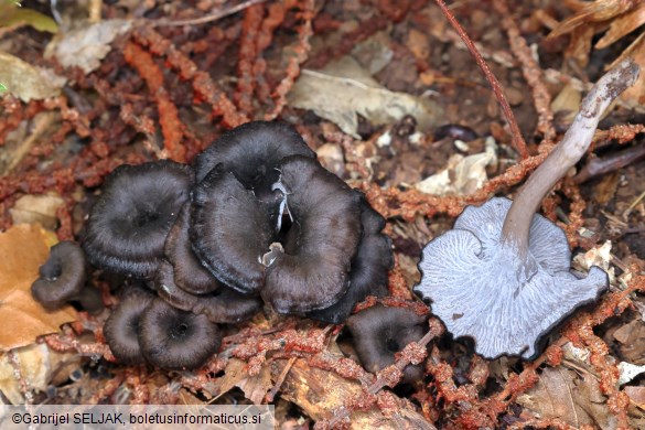 Cantharellus cinereus