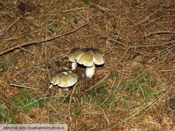 Tricholoma viridilutescens