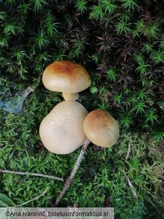 Pseudoboletus parasiticus