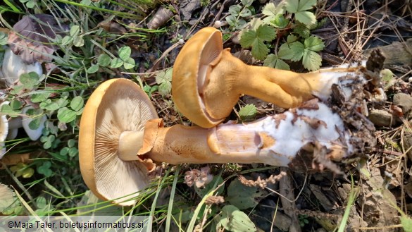 Phaeolepiota aurea