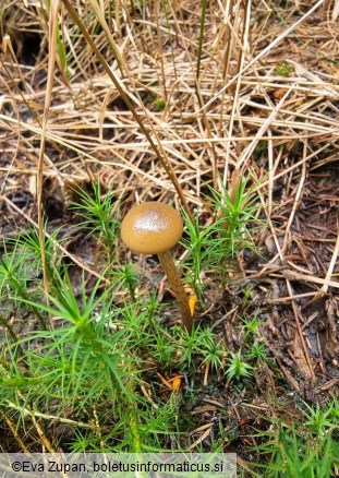 Hypholoma myosotis