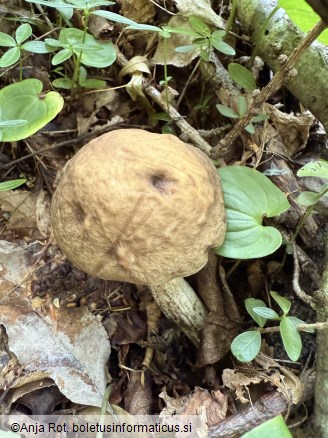 Leccinellum pseudoscabrum