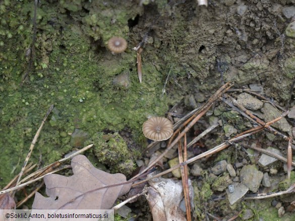 Lichenomphalia meridionalis