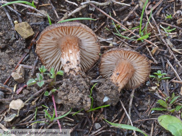 Inocybe rufuloides