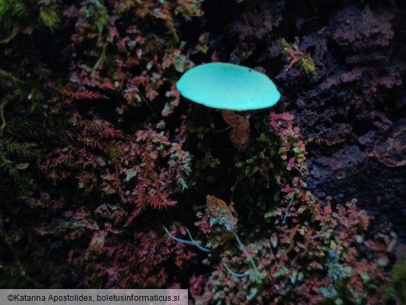 Callistosporium luteo-olivaceum