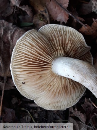 Armillaria ostoyae