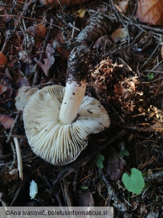 Tricholoma terreum