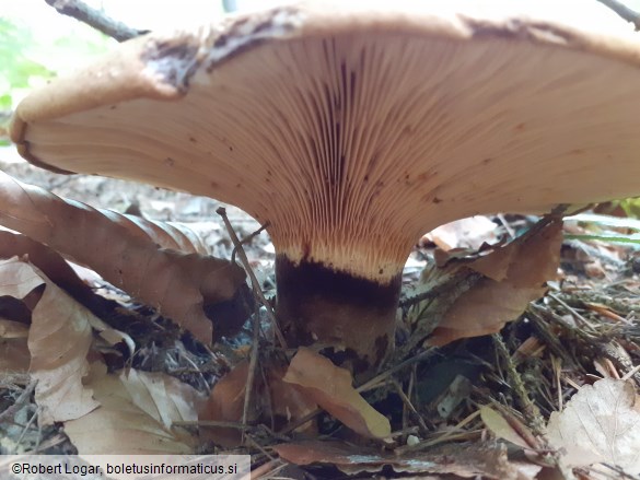 Paxillus atrotomentosus