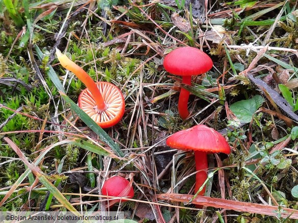 Hygrocybe coccinea